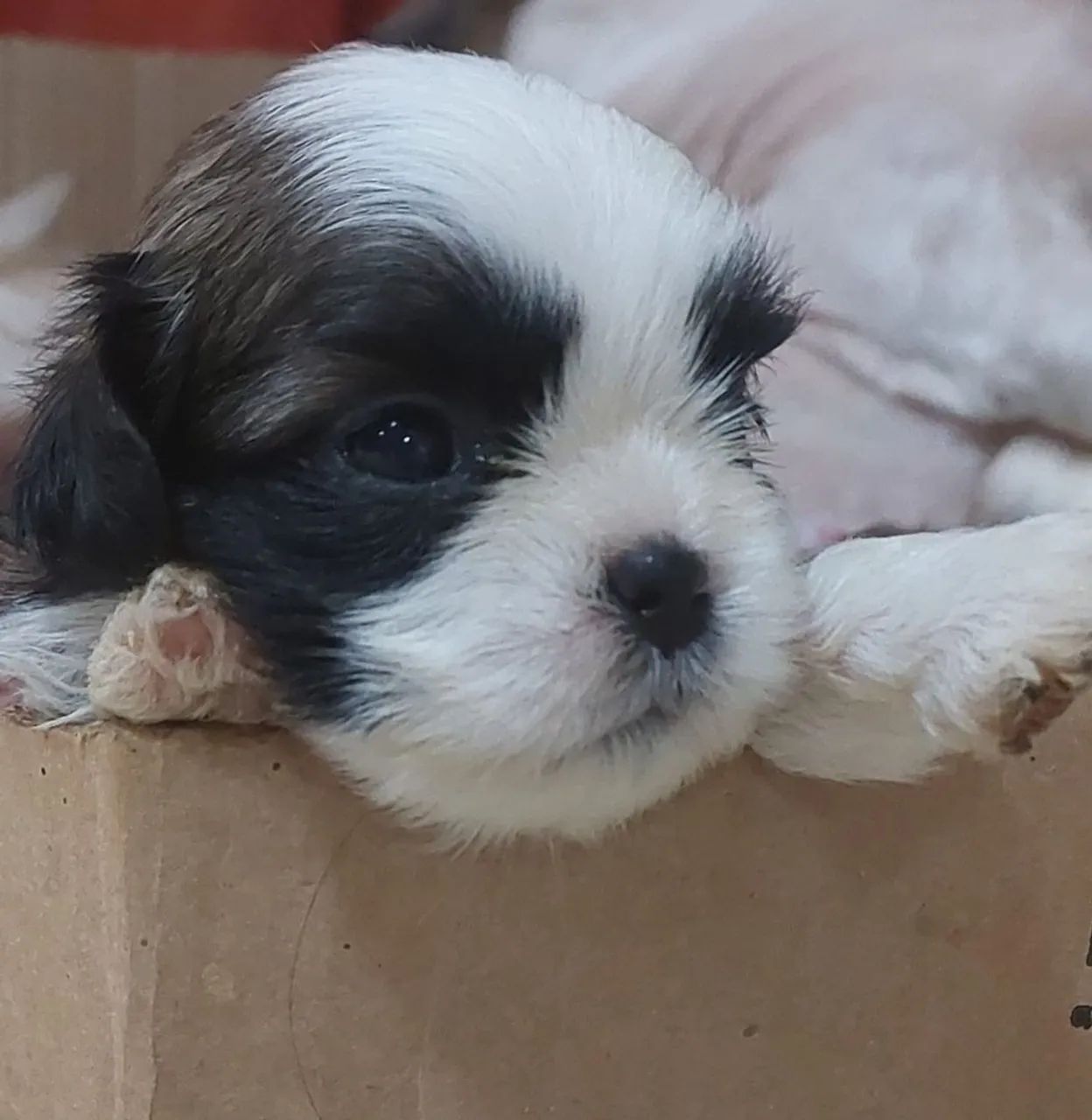 Filhote Shih Tzu - Lindíssimo