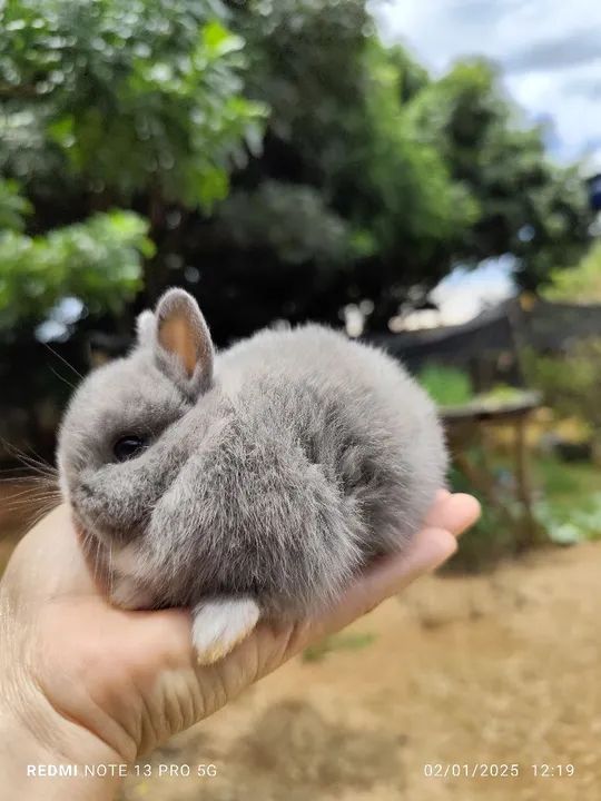 Coelho Netherland  - Foto 3