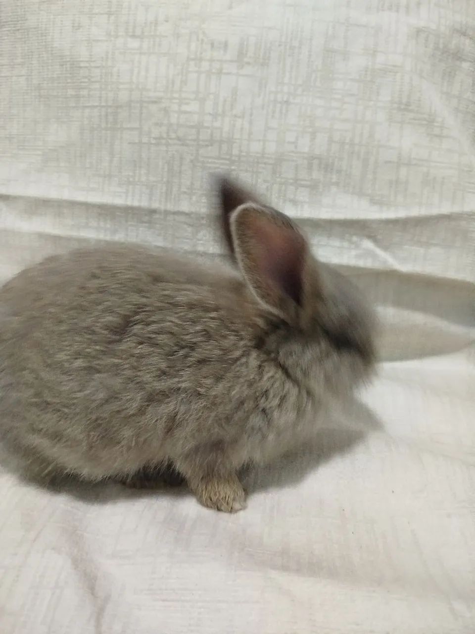 Filhote de coelho  - Foto 3