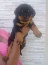 Rottweiler o unico e verdadeiro cabeça de touro legitimo!