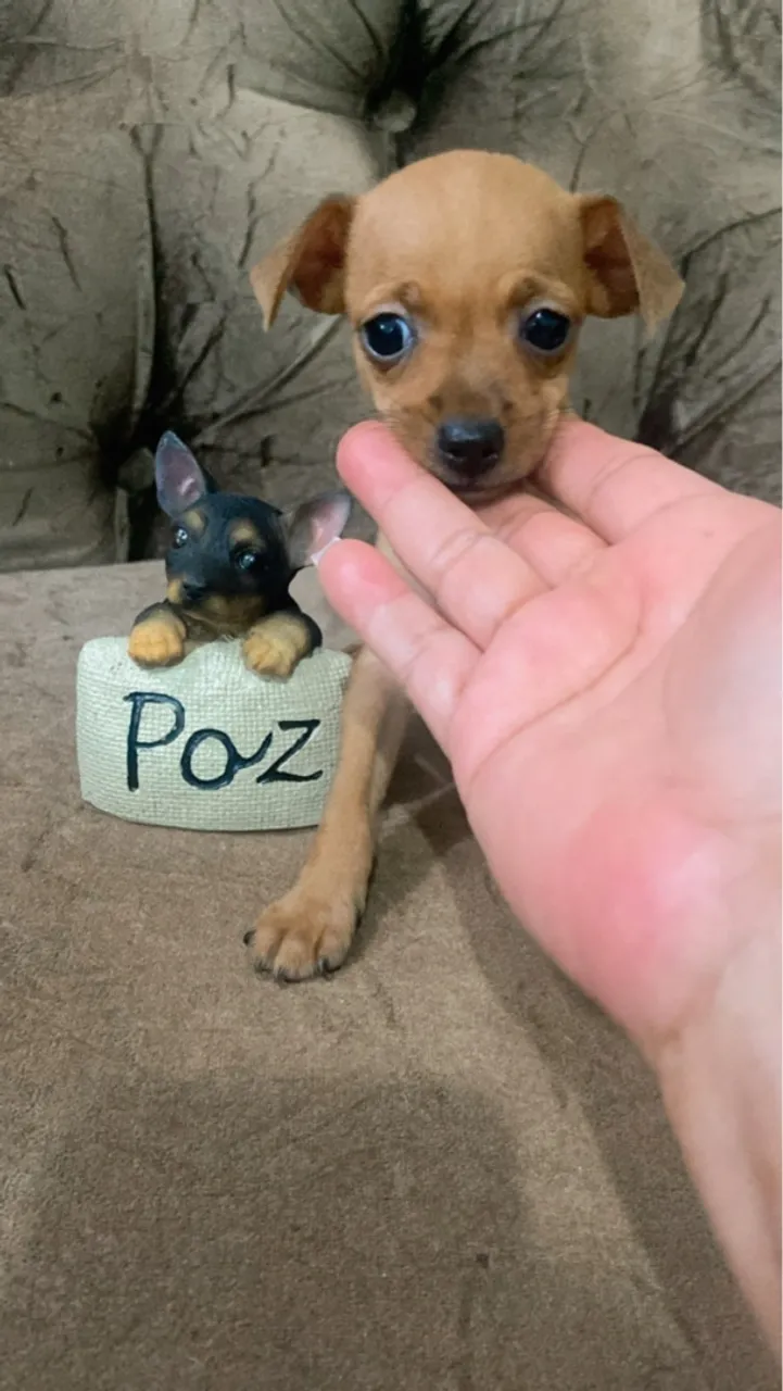 Vendo um filhote de Pinscher A numeração é um com zero macho bem pequeno.