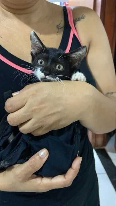 Gata fêmea filhote para doação (castração garantida) 