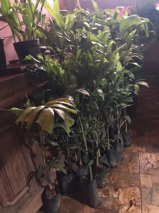 Lindas mudas de palmeiras Carpentárias e rabo de raposa - Foto 3