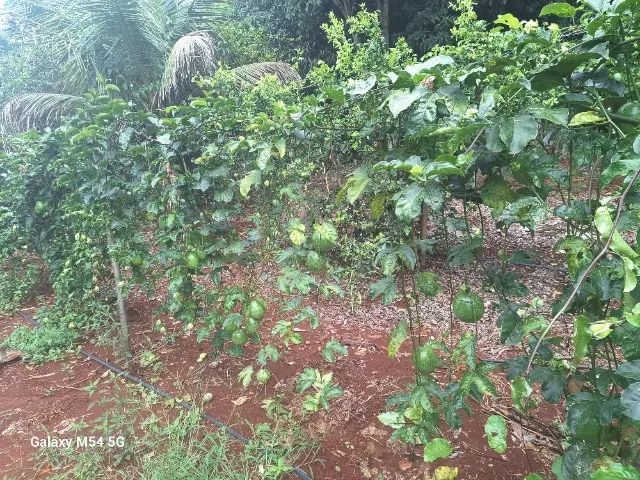 Polpa de Maracujá - Foto 5