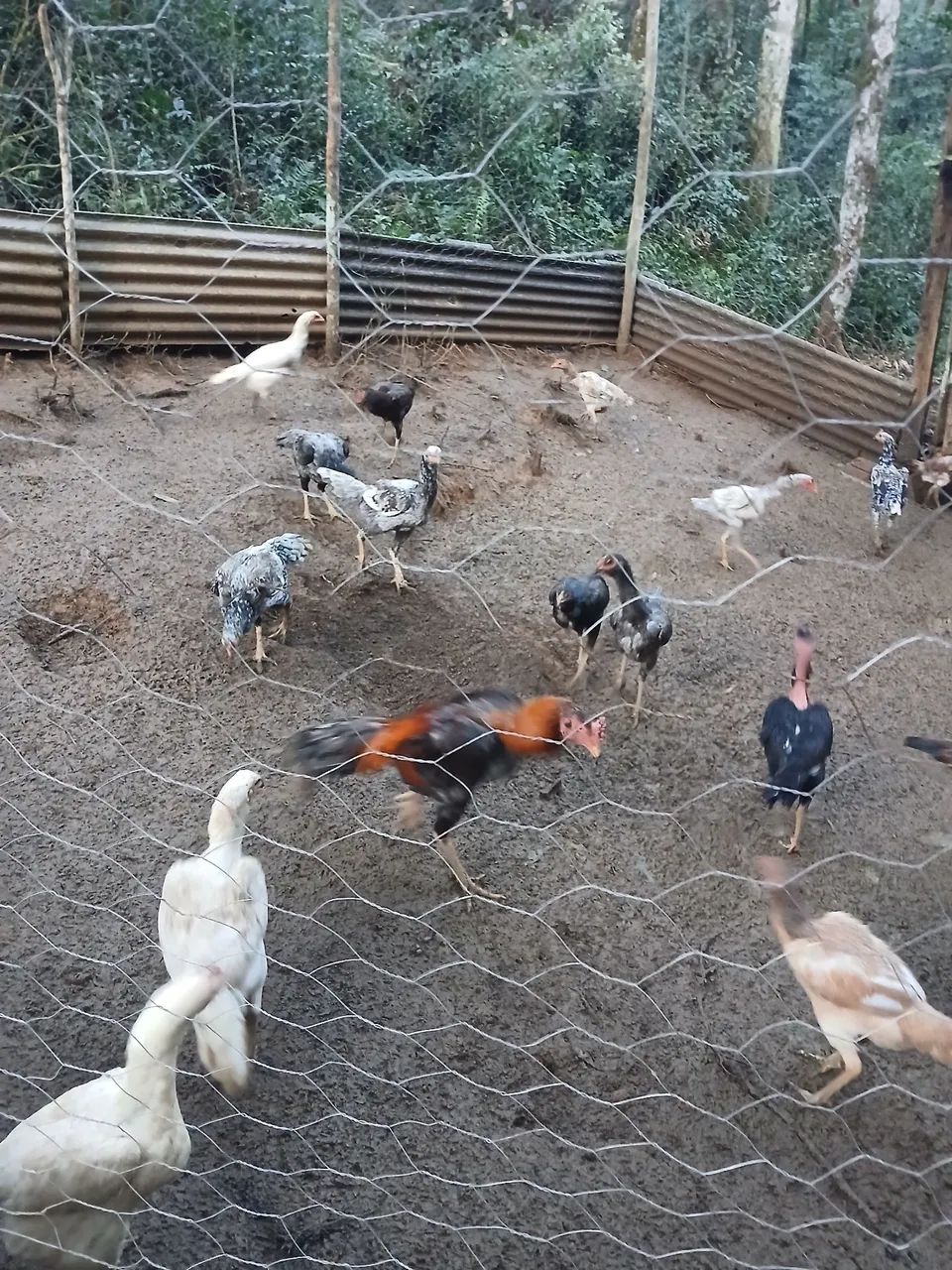 Galinha indias