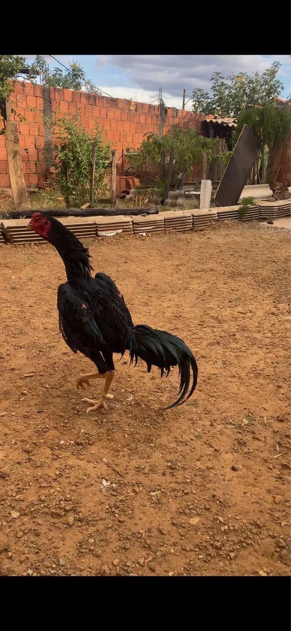 Frango top - Foto 2