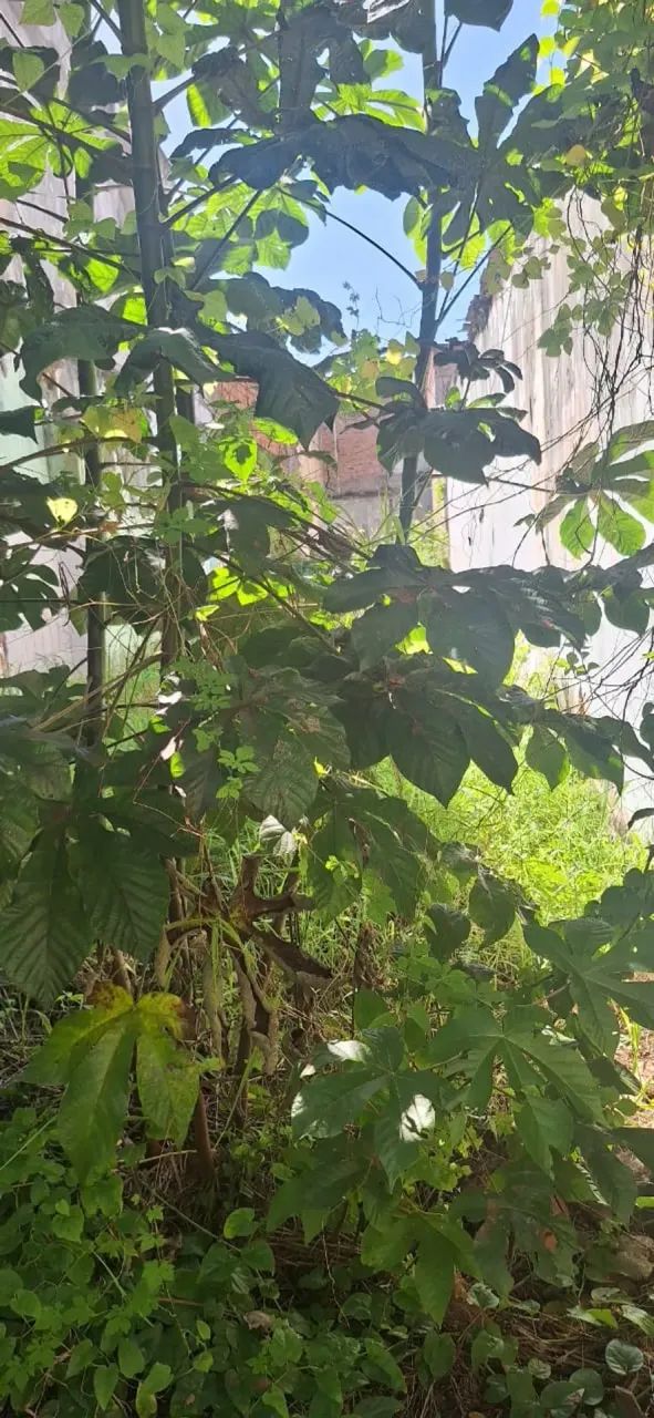 Im óvel para venda com 200 metros quadrados em Centro - Maceió - AL - Foto 4