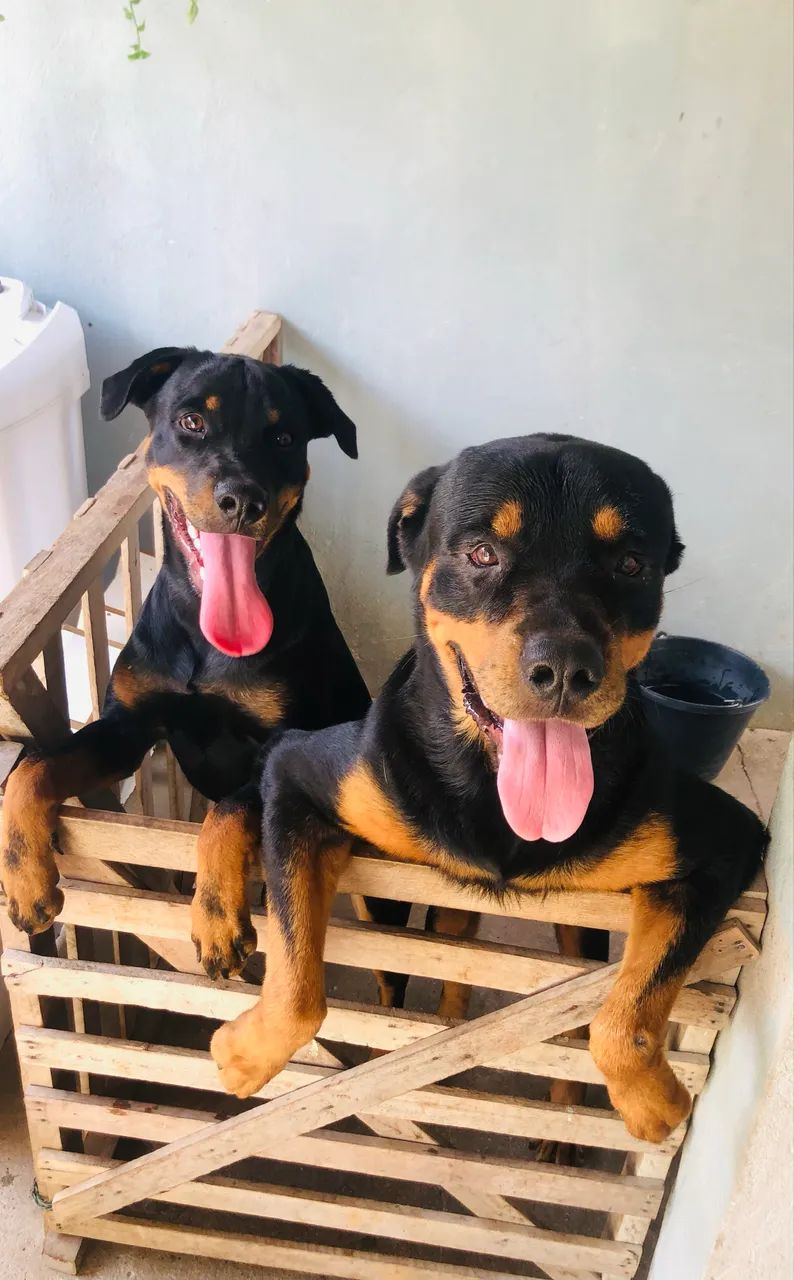 Filhotes de Rottweiler  - Foto 3