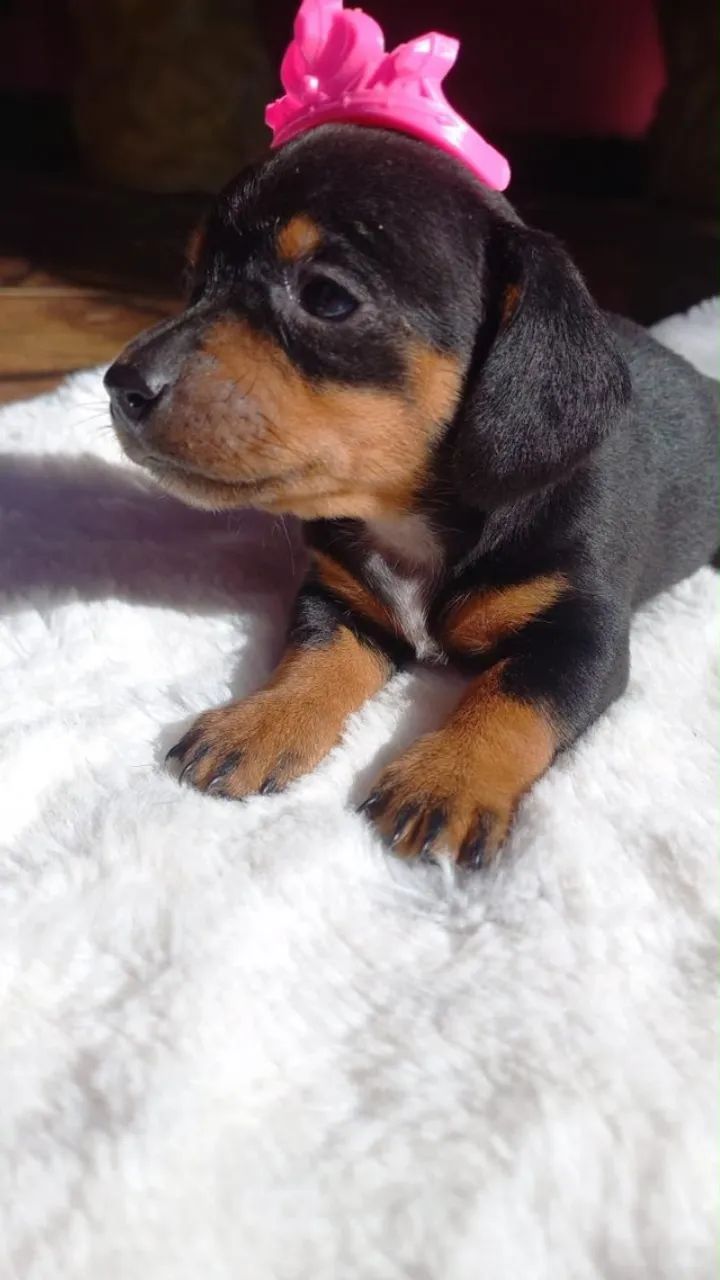 Dachushund