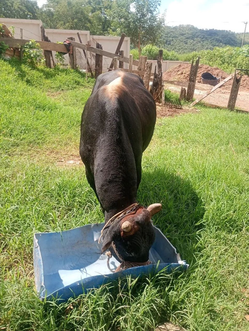 Touro mestiço jeyci e uma linda novilha gir - Foto 4