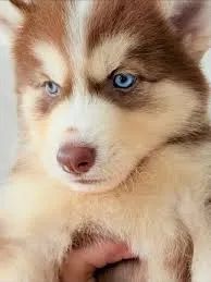 husky Beleza selvagem e olhar marcante.