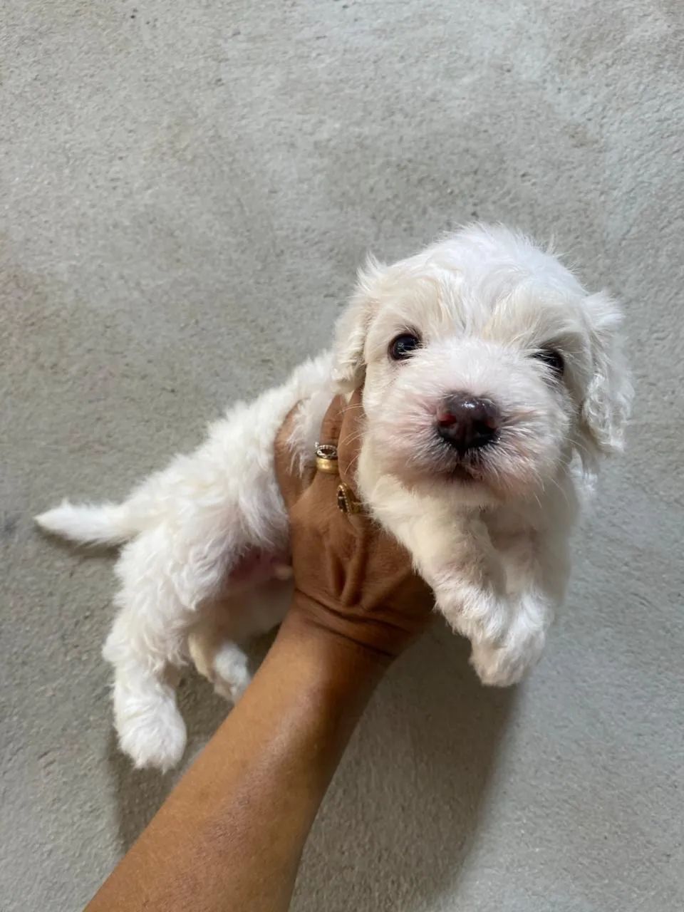 Poodle toy macho