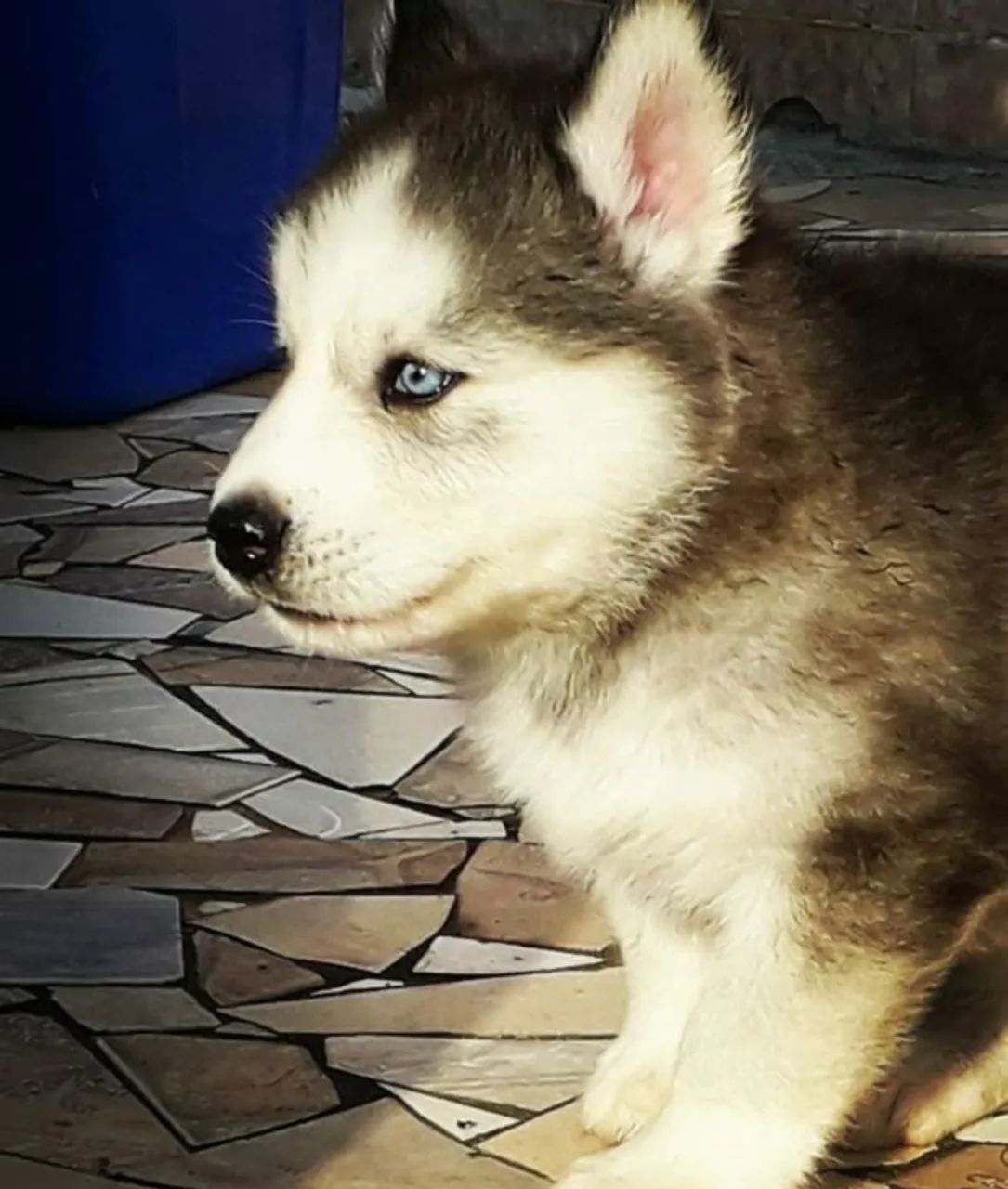 Husky siberiano forte e energetico 