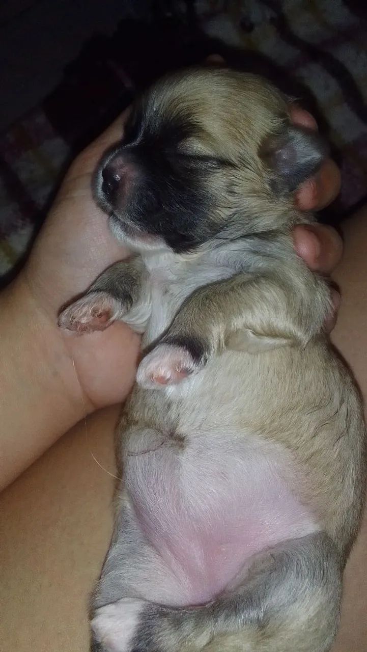 Shih Tzu Mini - Foto 5