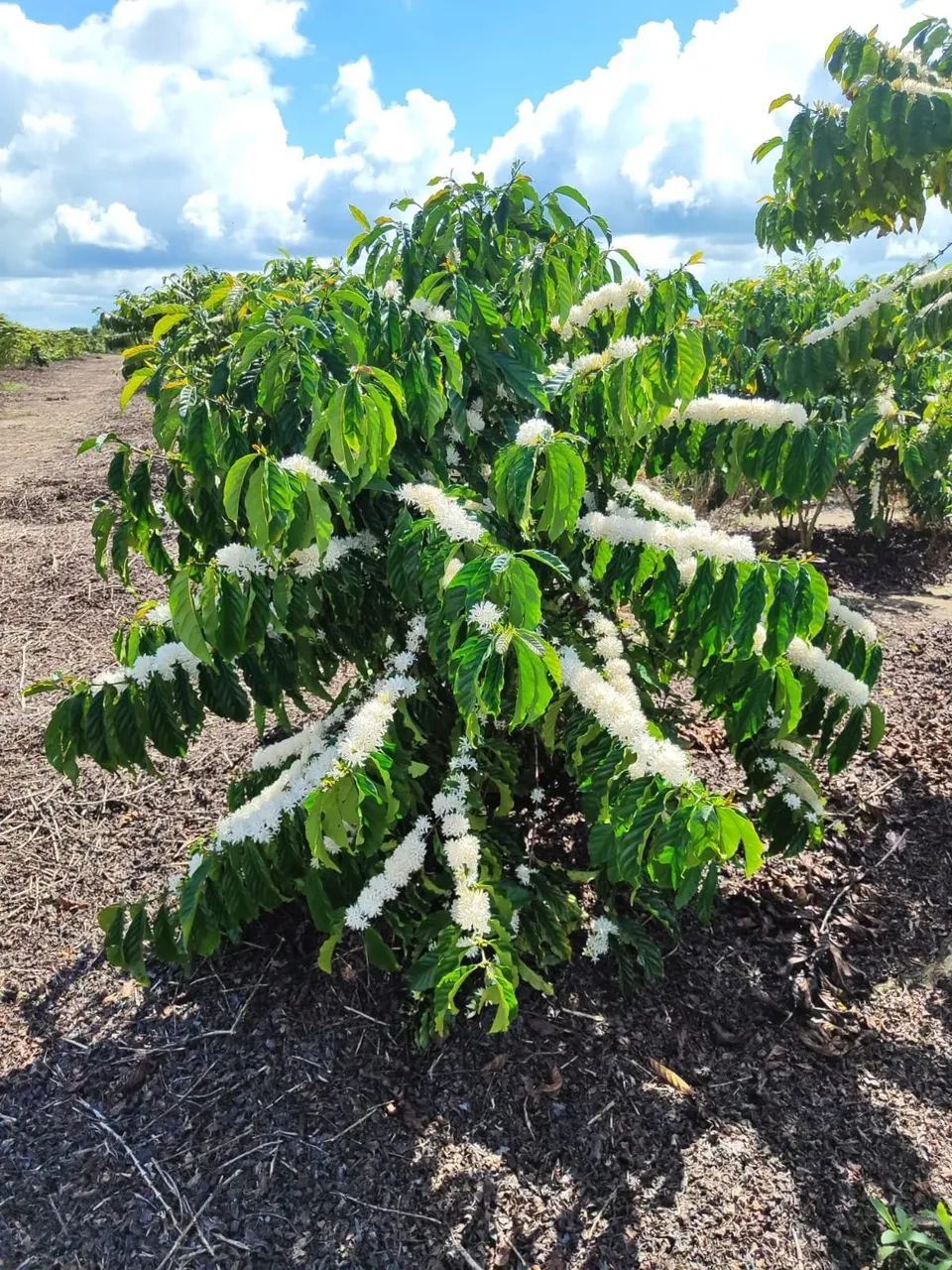 Fazenda Rodovia Itabela - Foto 3