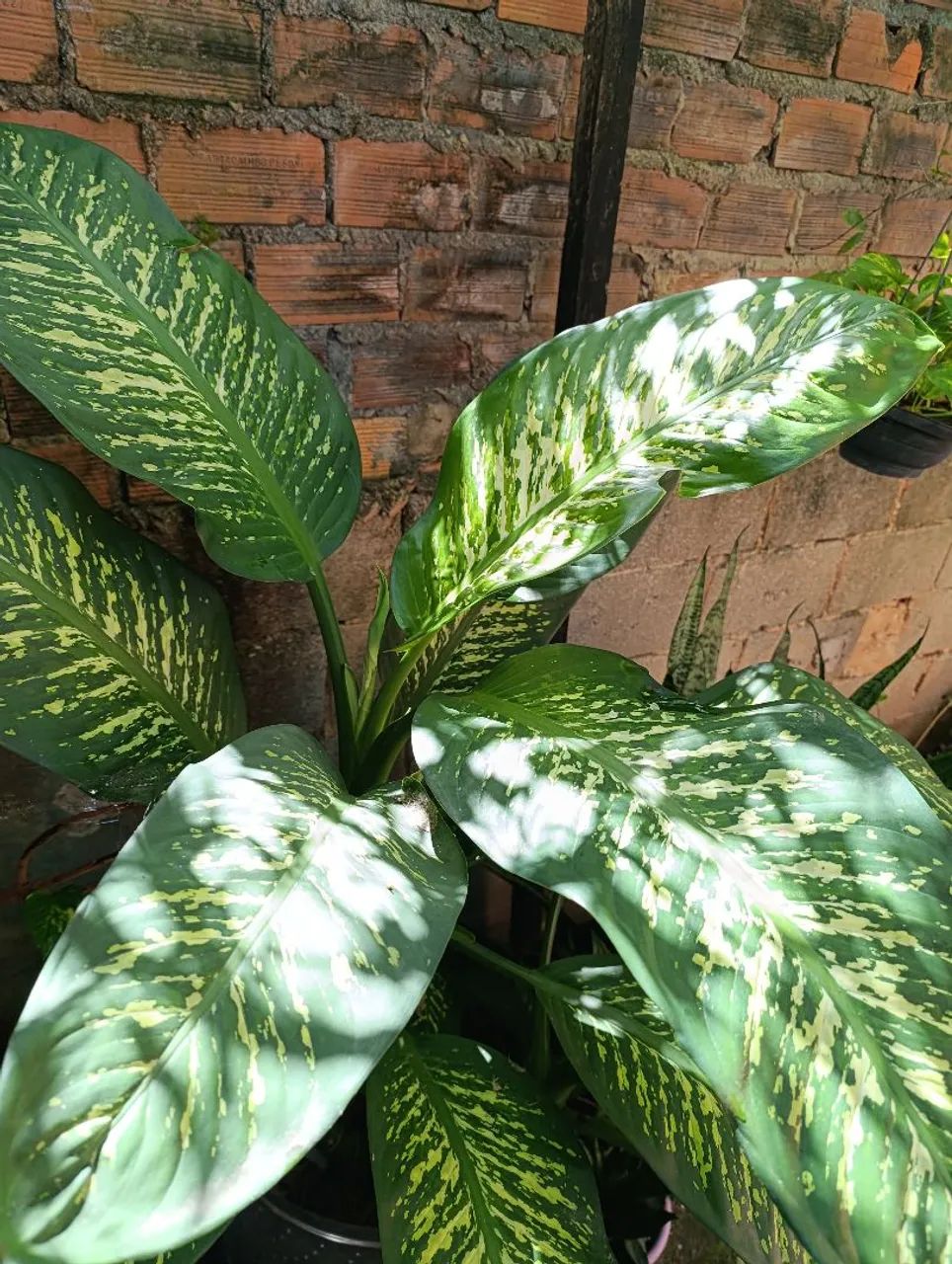 Planta - Foto 3