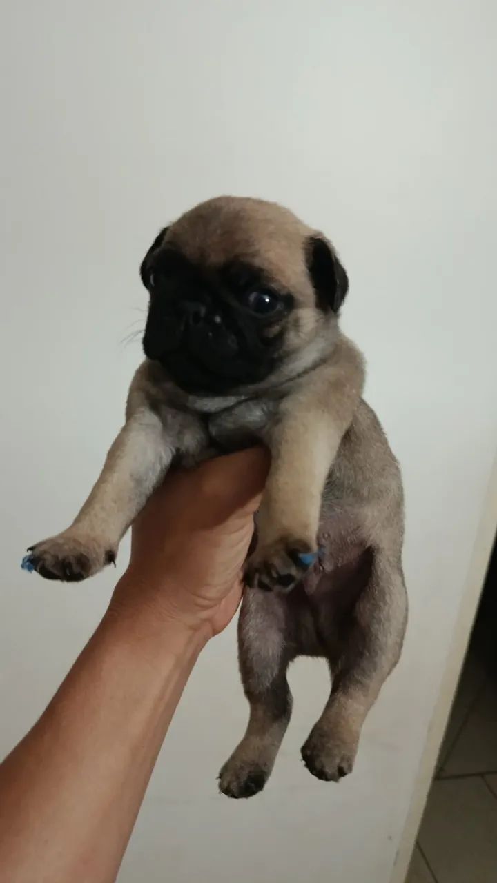 Pug - Foto 2