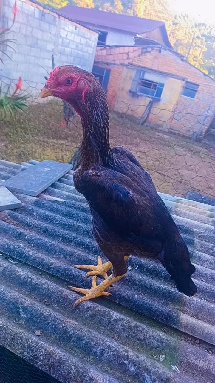 Galinha india  - Foto 2