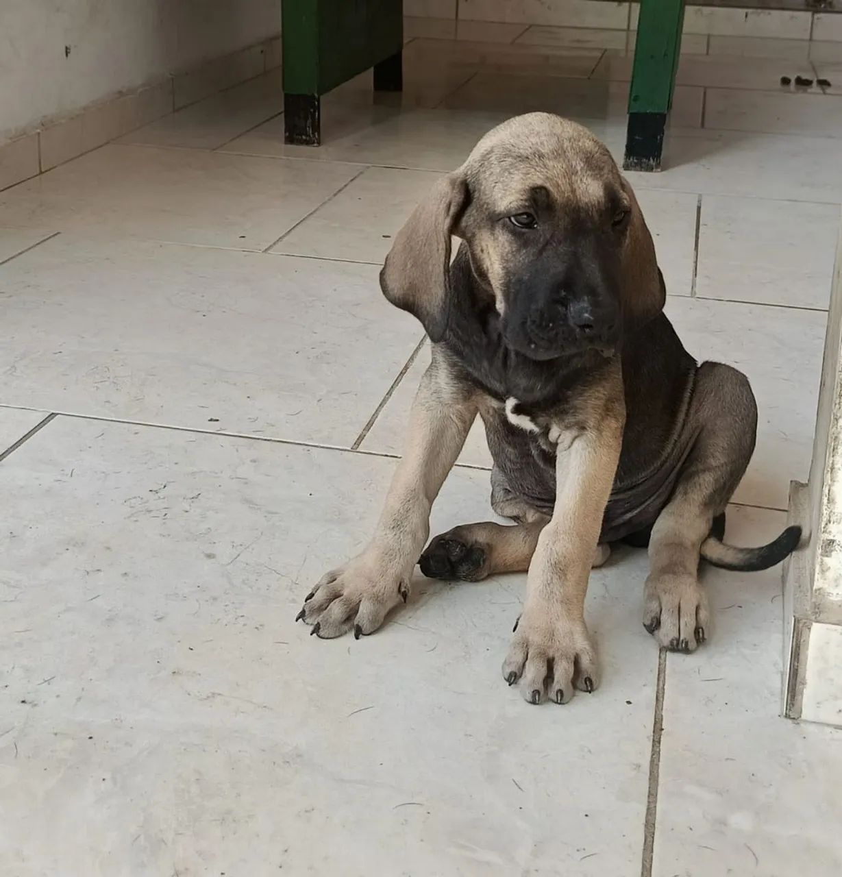 Fila brasileiro  - Foto 4