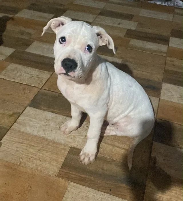Cachorro - Foto 2