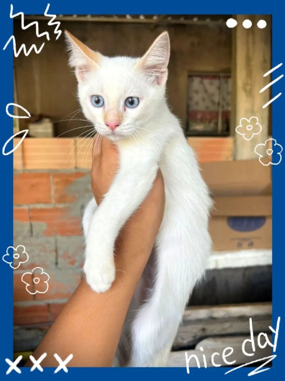 Gato branco siamês  - Foto 2