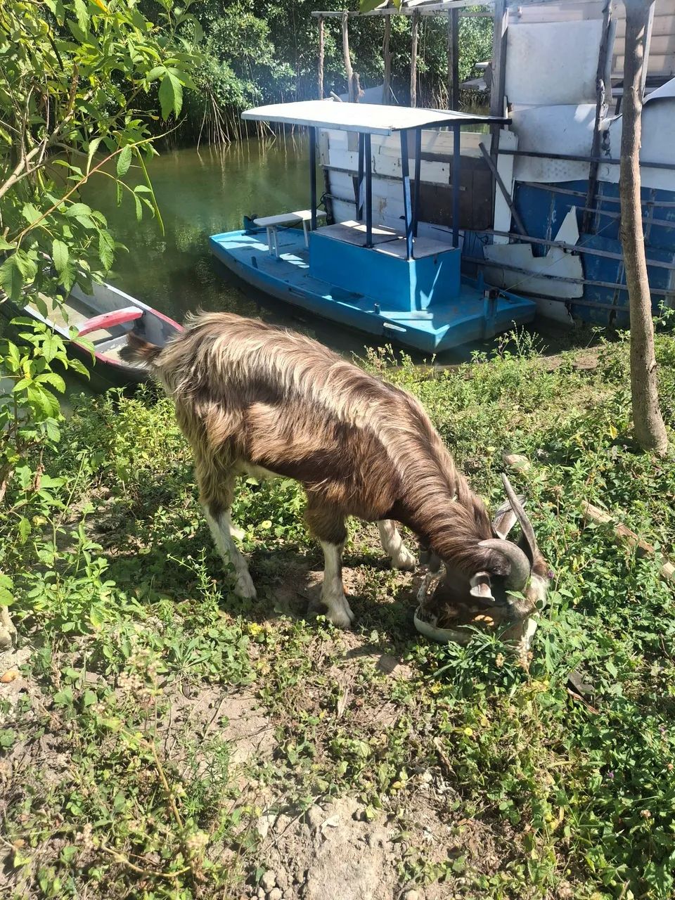 Bode de raça novinho com muita genética  - Foto 3