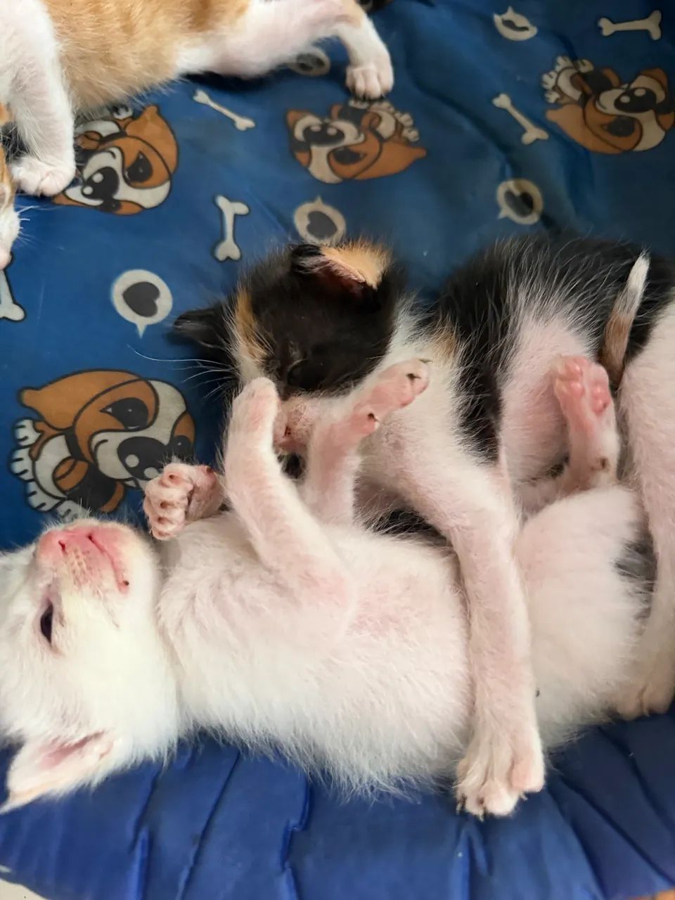 Doa-se gatos - Foto 2