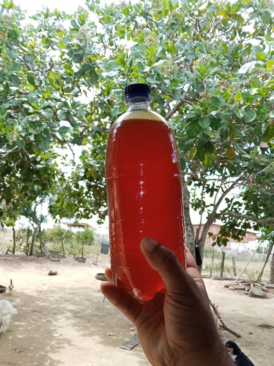 Mel verdadeiro, 70, reais 1Litro ... Direto de Santanópolis 