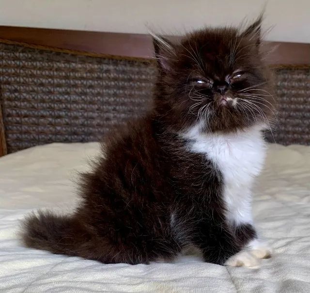 Top Show Persas Femèa Filhote Bicolor ,Extremada ,Pelos Longos Com 64 Dias Super Linda. - Foto 6