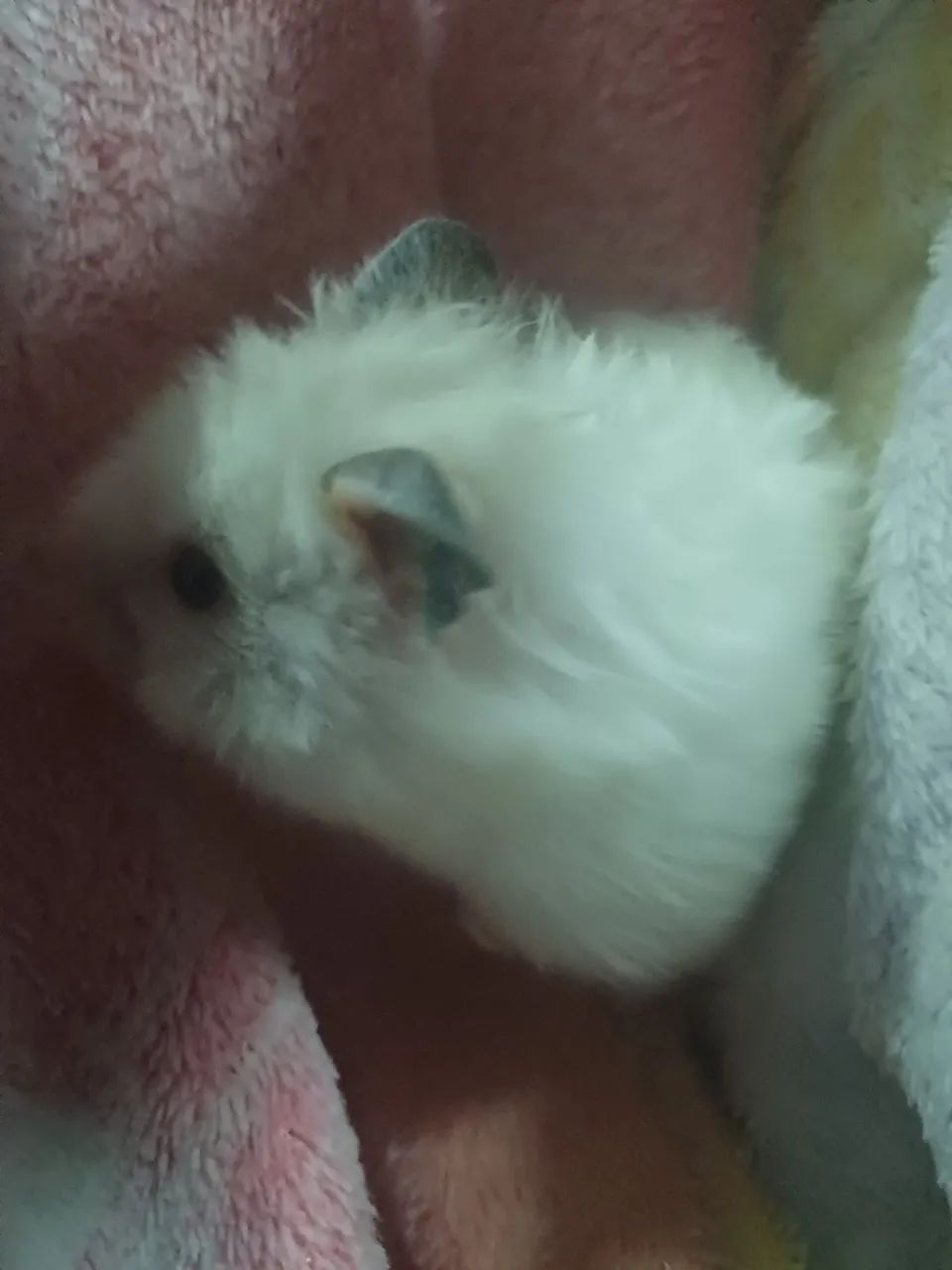 Hamster sírio - Foto 3