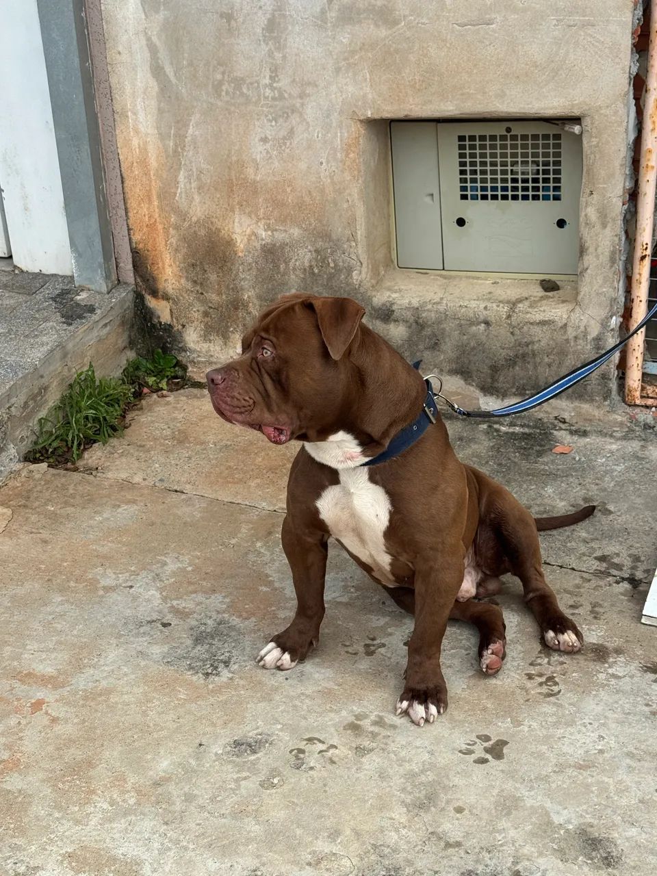 Vendo pit monster linhagem top