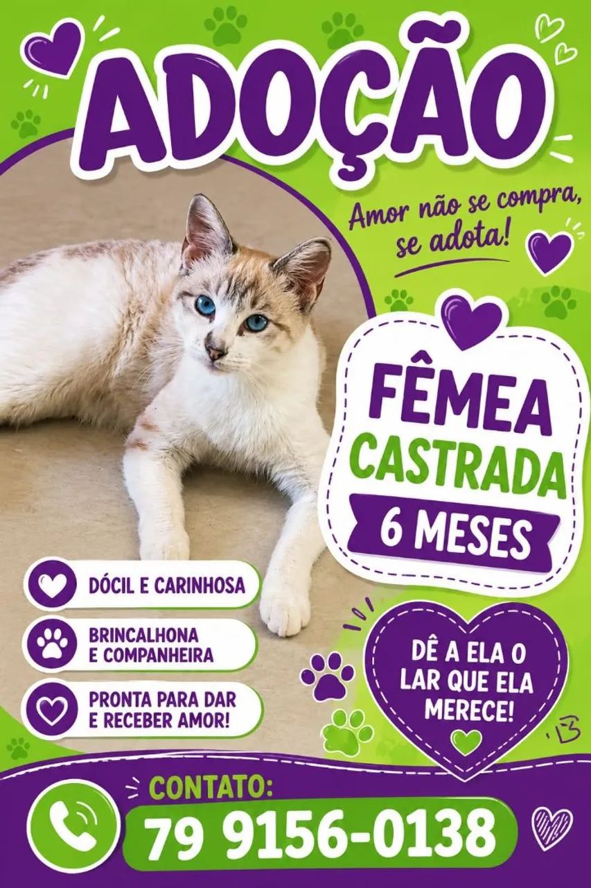 Gatinhos para adoção responsável  - Foto 4