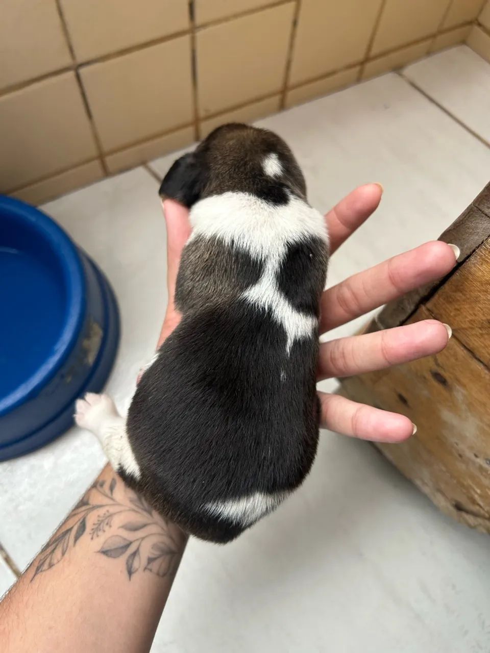 Filhotes de Beagle  - Foto 2
