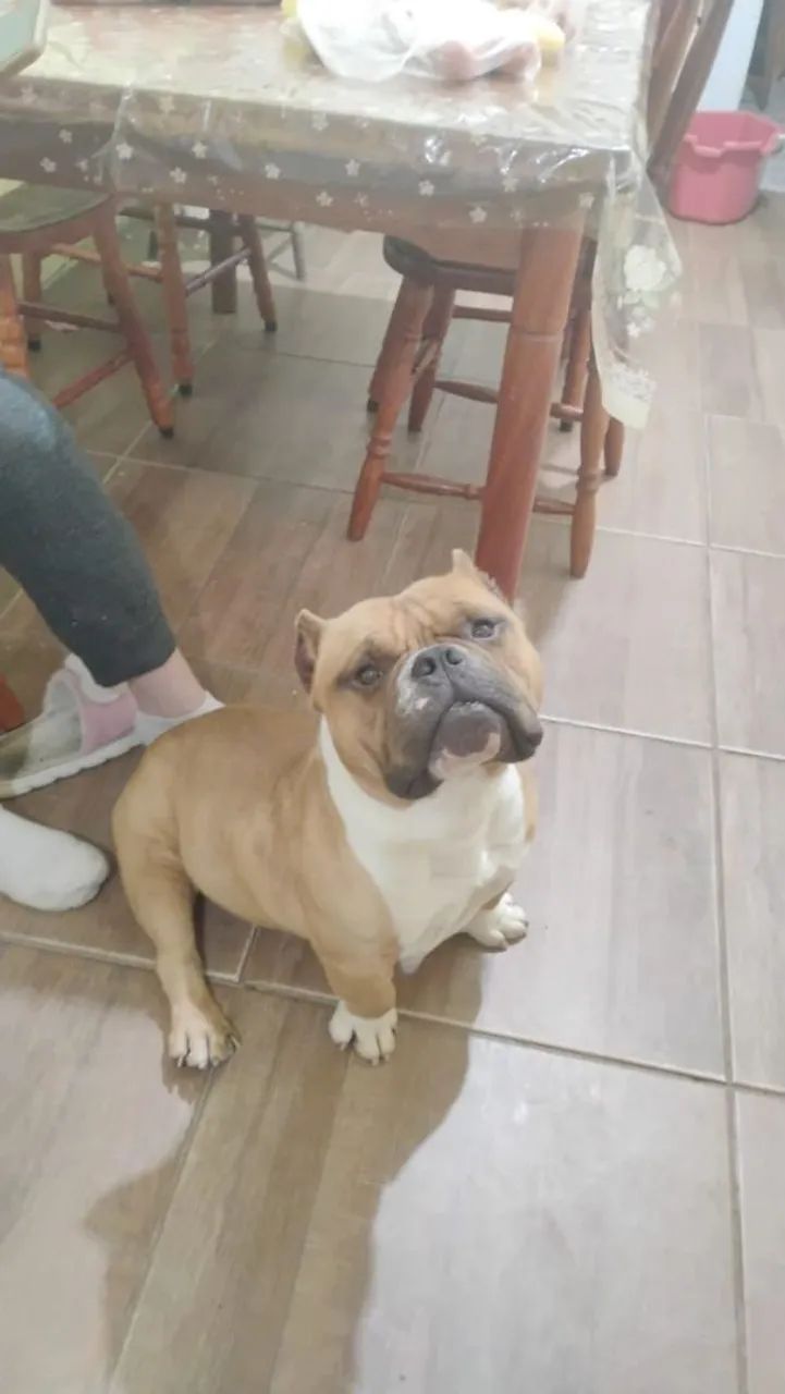 American bully  - Foto 3