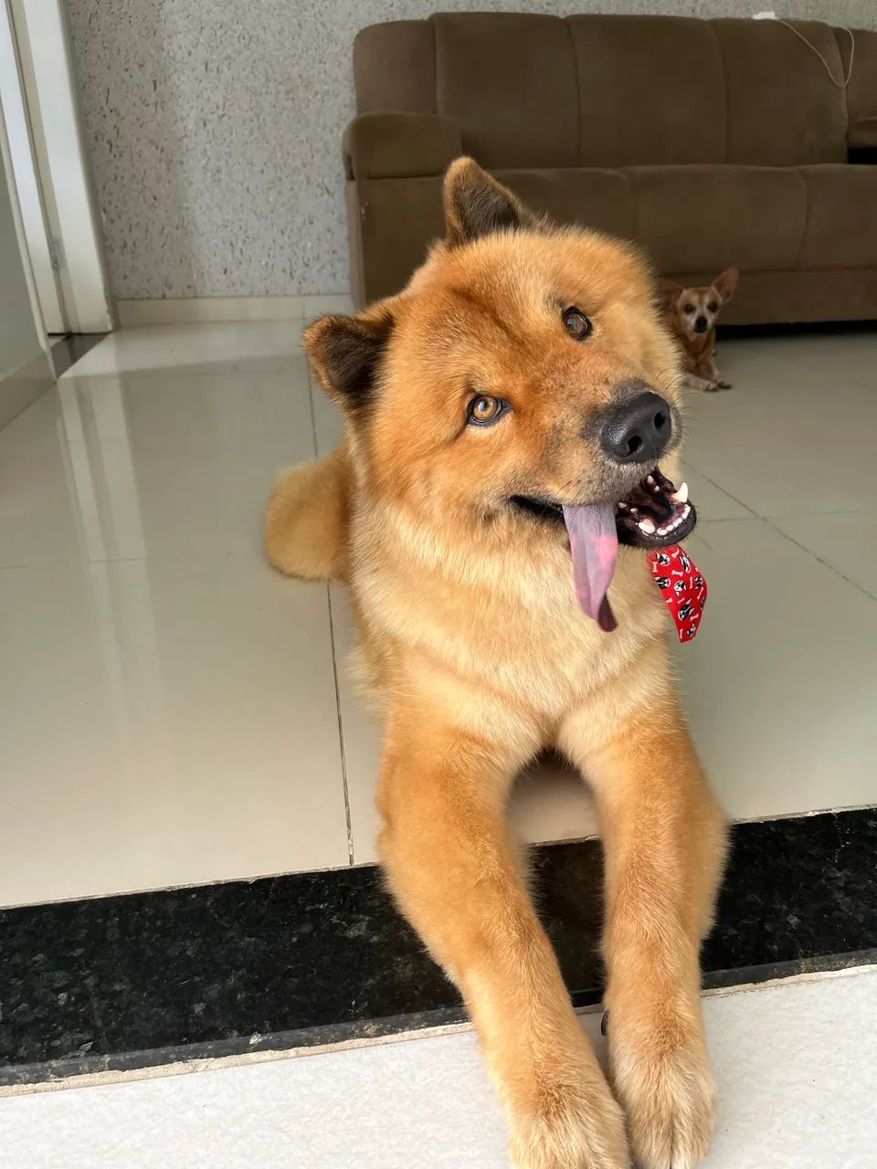 Cachorro Husky com Chow Chow para cruzar  - Foto 2