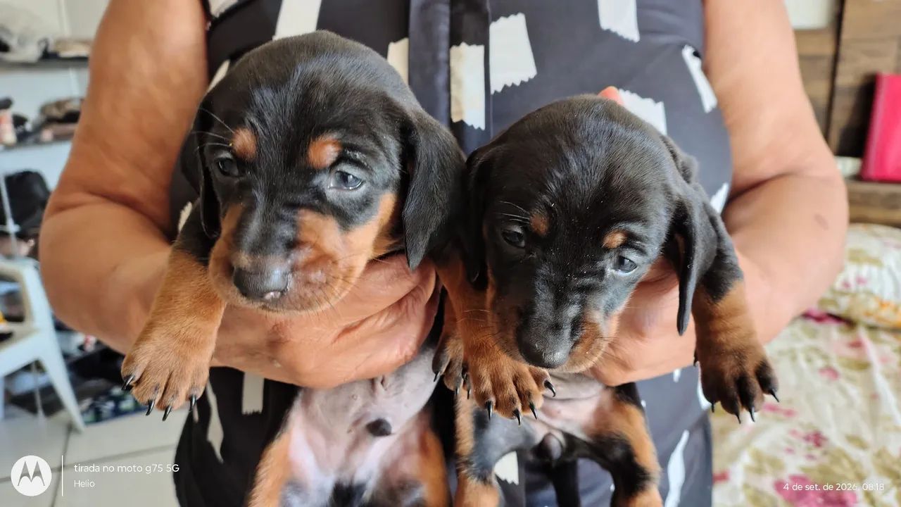 Filhotes de bassê hound salsichinha - Foto 3
