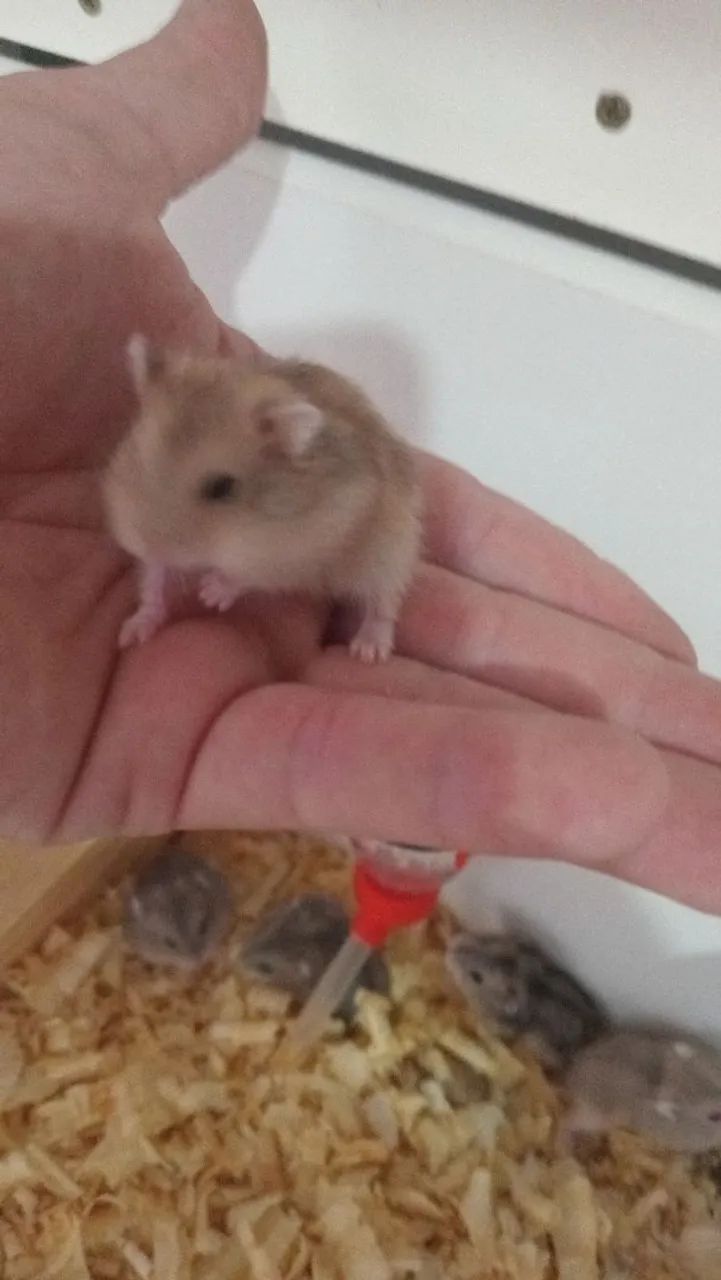Hamster anão russo - Foto 3