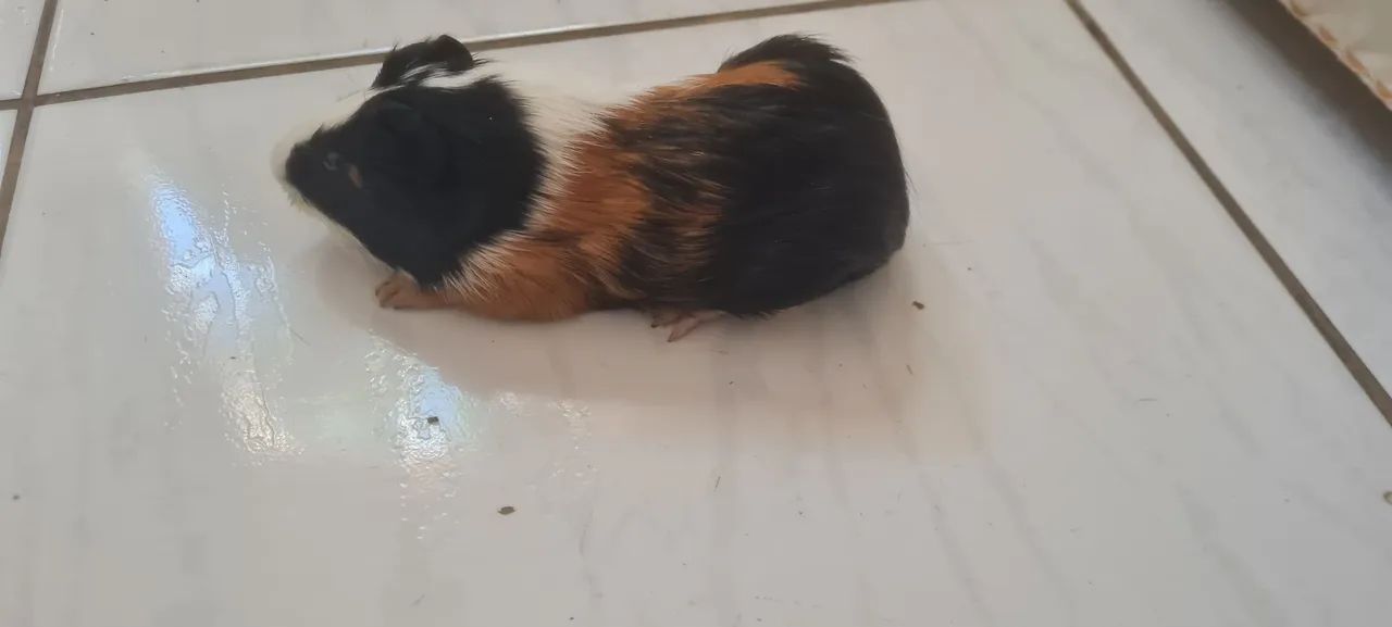 Porquinho da Índia macho  dócil  - Foto 4