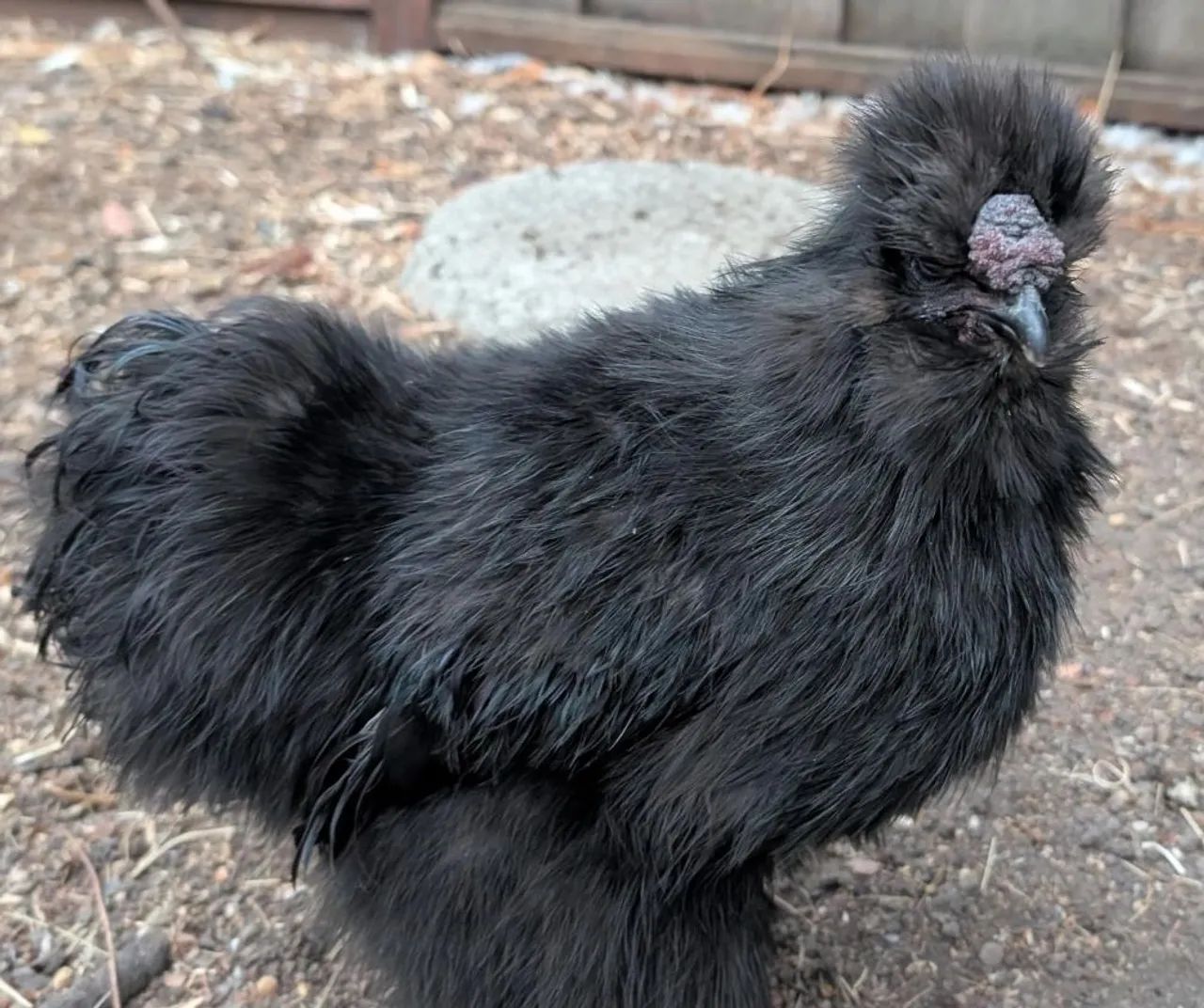Vende-se galo sedoso do Japão preto