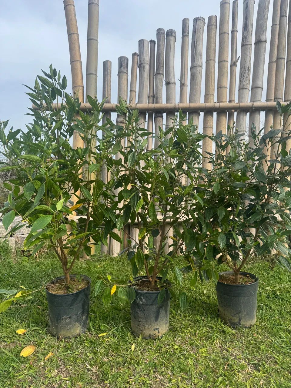 Manacá da serra muda - Foto 6
