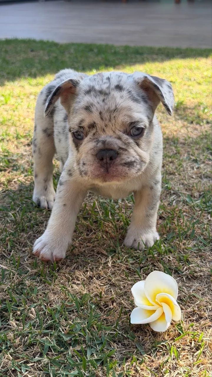 Buldogue Francês 
