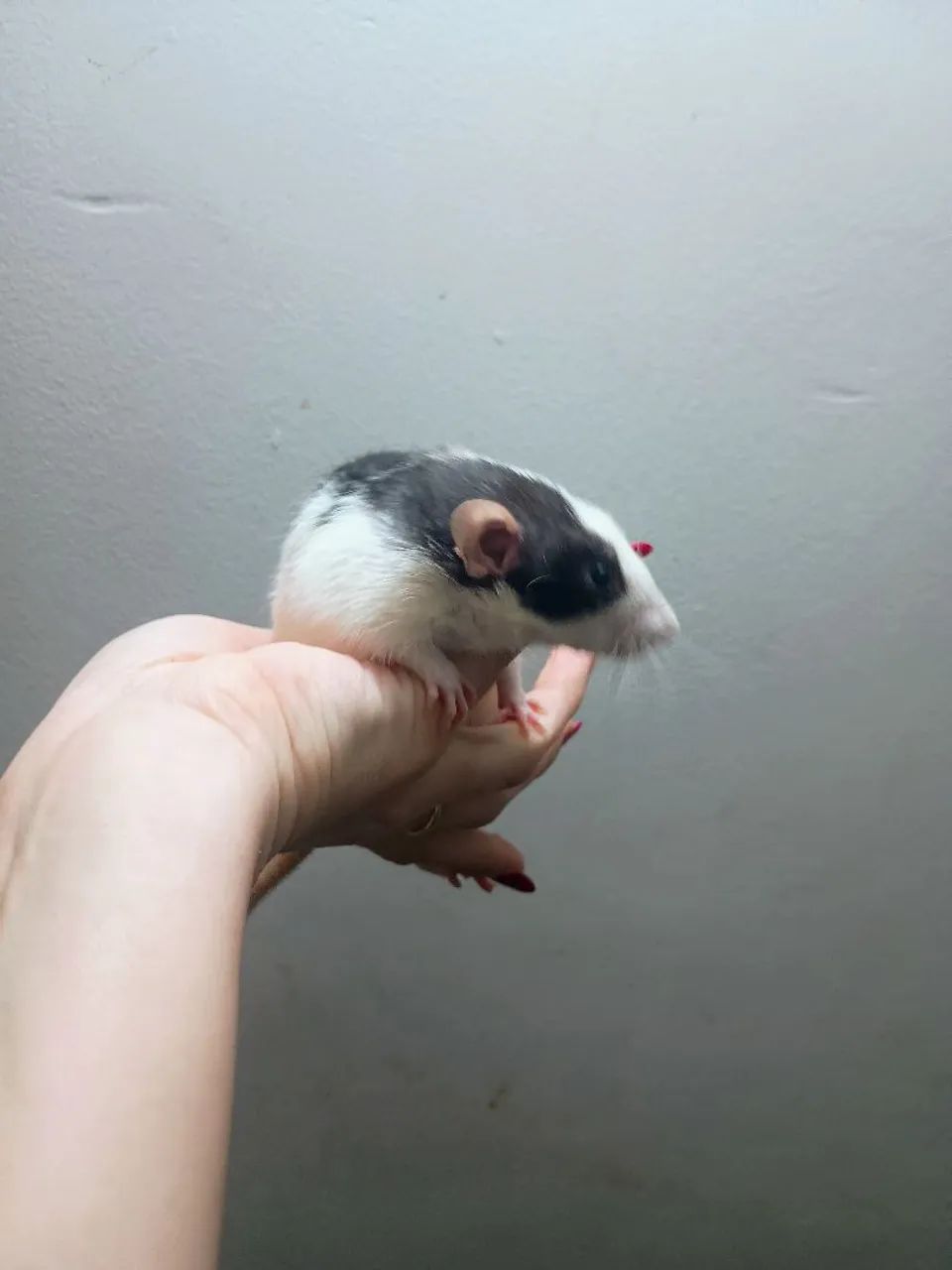 twister macho Dumbo  - Foto 2