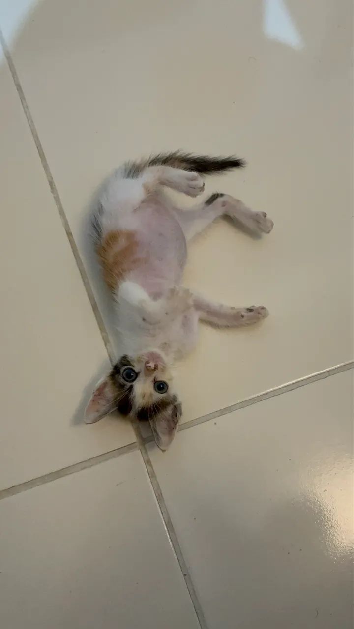 Gata para adoção  - Foto 4