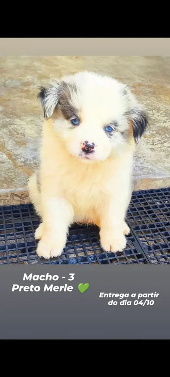 Border Collie 