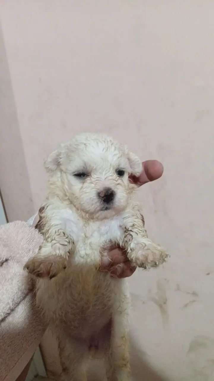 Poodles toy - Foto 4