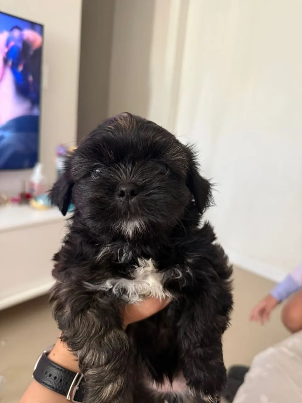 Filhotes Shih Tzu - Foto 4
