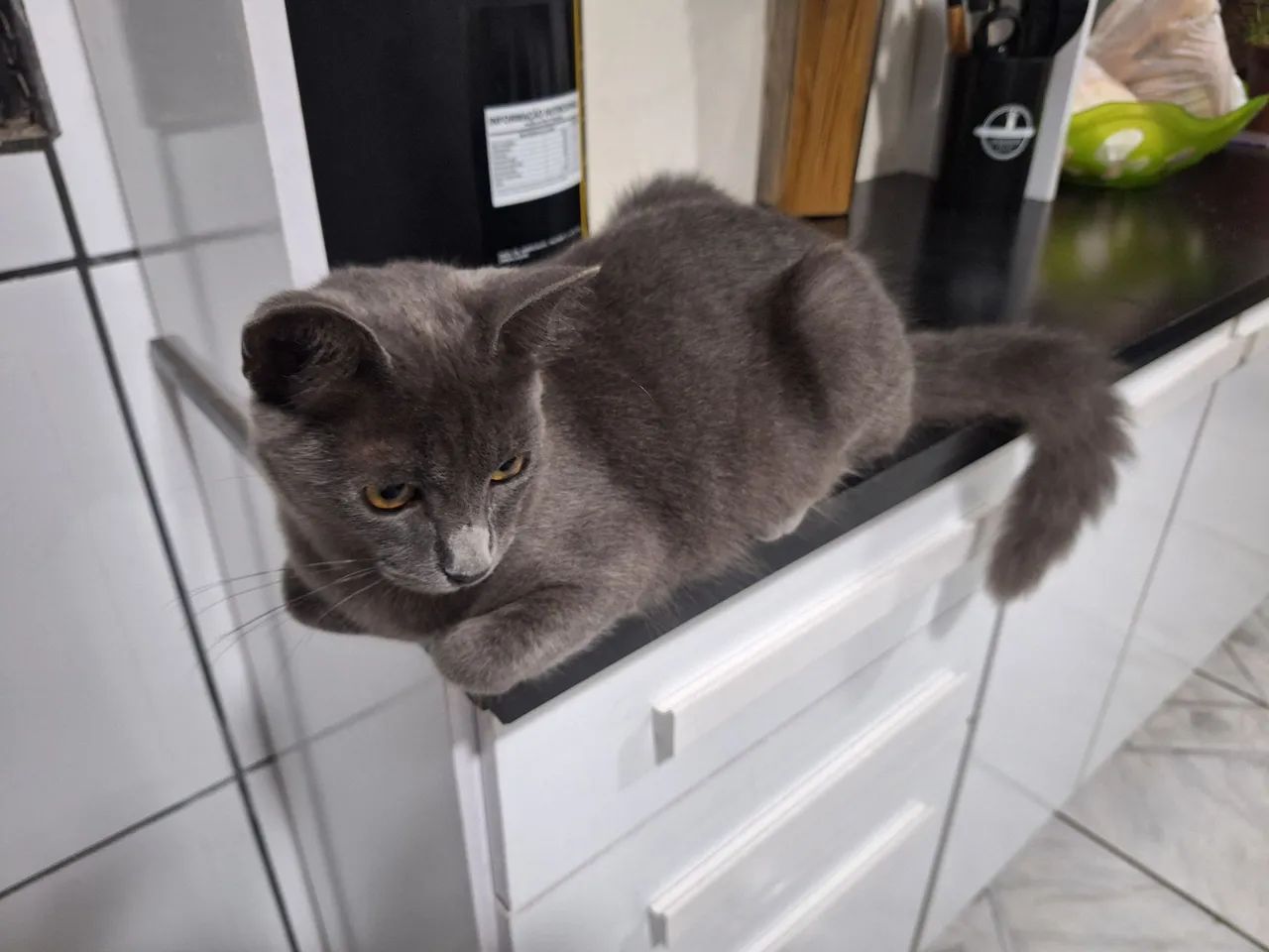 Doação de gato filhote - Foto 4