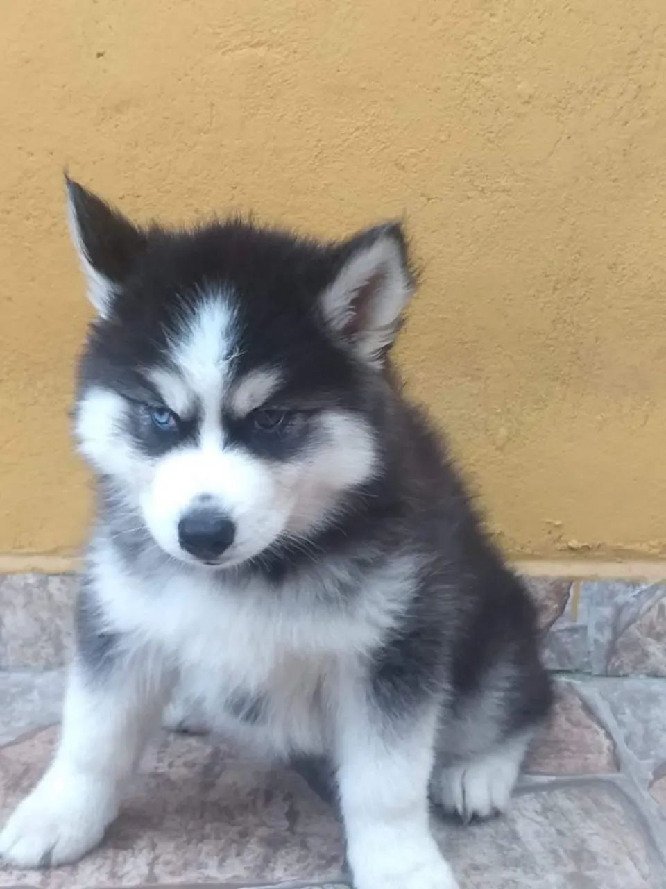 Husky lindos filhotes com Pedigree - Foto 2