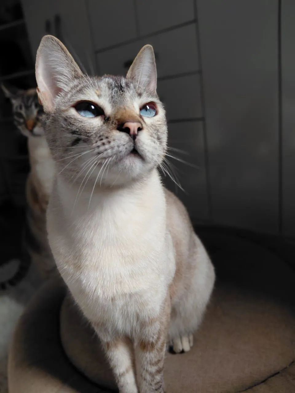 Gata Nala DESAPARECIDA - Foto 3