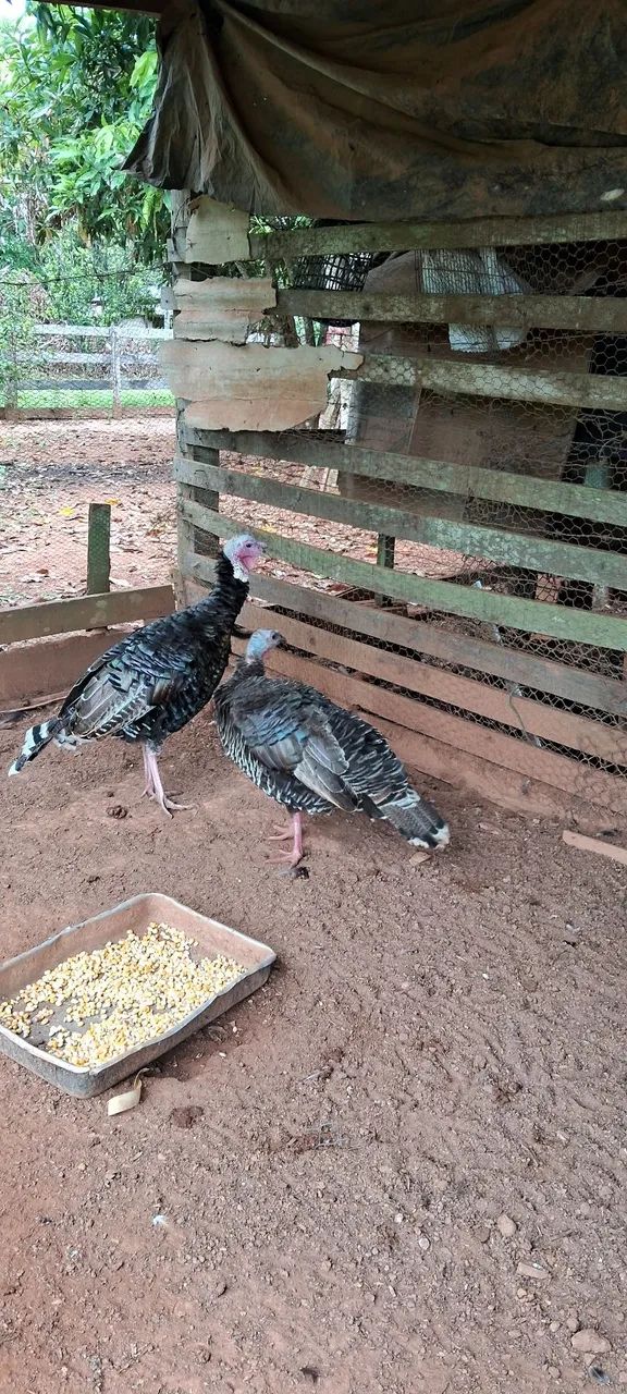 Vendo Peru e Marrecos! - Foto 2